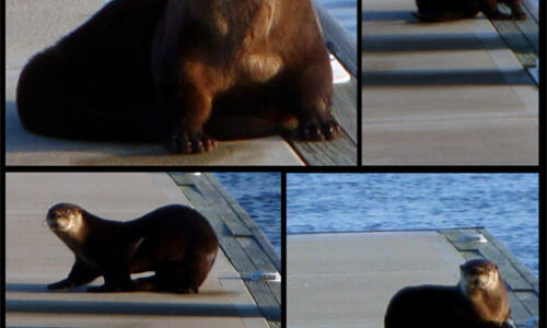 The Otter and the dock